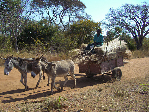 Rural life in Mukuni Village