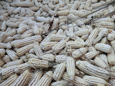 CIMG0110-475×356