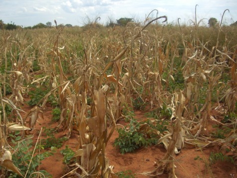 CIMG8566-475×356